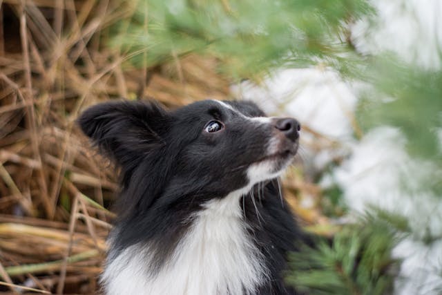 A black and white dog gazing upwards, with a curious expression